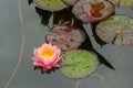 Blossoming water lily among large green leaves, a soft pink lotus flower blooming Royalty Free Stock Photo