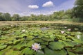 Blossoming waterlily