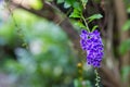 The blossoming weet of Purple inflorescence flower. image for background, wallpaper, copy space, backdrop and objects.