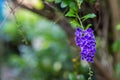 The blossoming weet of Purple inflorescence flower. image for background, wallpaper, copy space, backdrop and objects.