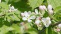 Blossoming white apple tree flowers and green spring foliage. Spring time.