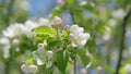 Blossoming white apple tree flowers and green spring foliage. Spring time.