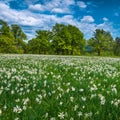 Blossoming white daffodil flowers on the green meadows Royalty Free Stock Photo