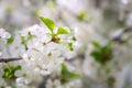 Blossoming of cherry white flowers in spring garden, natural background for wallpaper