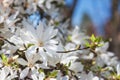 Blossoming white flower background, natural wallpaper, flowering magnolia kobus branch in spring garden Royalty Free Stock Photo