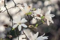 Blossoming white flower background, natural wallpaper, flowering magnolia kobus branch in spring garden Royalty Free Stock Photo