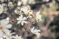 Blossoming white flower background, natural wallpaper, flowering magnolia kobus branch in spring garden Royalty Free Stock Photo