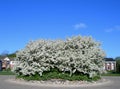 Blossoming white flower trees