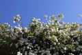 Blossoming white flowers in spring