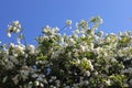 Blossoming white flowers in spring