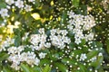 Blossoming white flowers in spring