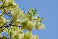 Blossoming white fringe tree (chionathus sp) and clear blue sky Royalty Free Stock Photo