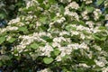 Blossoming White hawthorn bush - Crataegus, Quickthorn, Thornapple, May-tree or Hawberry in bloom