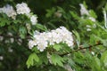 Blossoming white hawthorn