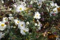 Blossoming white heath aster in October