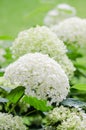 Blossoming white hydrangea