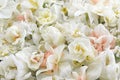 Blossoming white and light yellow daffodils, pink hyacinths and spring flowers festive background, bright springtime bouquet Royalty Free Stock Photo