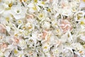 Blossoming white and light yellow daffodils, pink hyacinths and spring flowers festive background, bright springtime bouquet Royalty Free Stock Photo