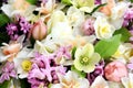 Blossoming white and light yellow daffodils, pink hyacinths and spring flowers festive background, bright springtime bouquet Royalty Free Stock Photo