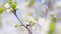 Blossoming of white petals of cherry flower. Flowers on tree or shrub. Slow motion.