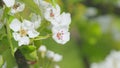 Blossoming of white petals of pear flower. Flowers on tree or shrub. Close up.