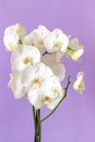 Blossoming white phalaenopsis orchid against pastel purple colored background, vertical format Royalty Free Stock Photo