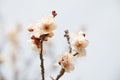 Blossoming white plum flowers Royalty Free Stock Photo