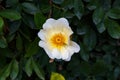 White rosehip flower