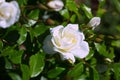 Blossoming white roses plant