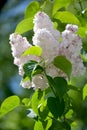 The blossoming white terry lilac (Syringa L.), grade