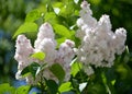 The blossoming white terry lilac (Syringa L.), grade