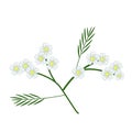 Blossoming of White Yarrow Blossoms on White Background