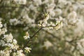 Blossoming whitethorn Royalty Free Stock Photo