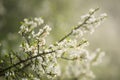 Blossoming whitethorn Royalty Free Stock Photo