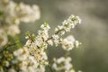 Blossoming whitethorn Royalty Free Stock Photo