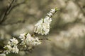 Blossoming whitethorn Royalty Free Stock Photo