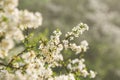 Blossoming whitethorn Royalty Free Stock Photo
