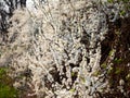 Early spring. Blooming wild plum blackthorn Royalty Free Stock Photo