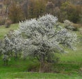 Blossoming wild cherry tree on hillside meadow in springtime Royalty Free Stock Photo