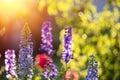 Blossoming wild Lupines flowers Royalty Free Stock Photo