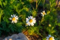 Blossoming wild white and yellow camomile flowers on green leaves and grass background in summer. Royalty Free Stock Photo