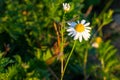 Blossoming wild white and yellow camomile flowers on green leaves and grass background in summer. Royalty Free Stock Photo