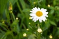 Blossoming wild white and yellow camomile flowers on green leaves and grass background in summer. Royalty Free Stock Photo