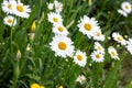 Blossoming wild white and yellow camomile flowers on green leaves and grass background in summer. Royalty Free Stock Photo