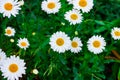 Blossoming wild white and yellow camomile flowers on green leaves and grass meadow background in summer. Royalty Free Stock Photo