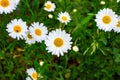 Blossoming wild white and yellow camomile flowers on green leaves and grass meadow background in summer. Royalty Free Stock Photo