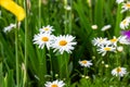 Blossoming wild white and yellow camomile flowers on green leaves and grass meadow background in summer. Soft selective focus. Royalty Free Stock Photo