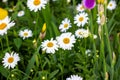 Blossoming wild white and yellow chamomile flowers on green leaves and grass background in summer. Royalty Free Stock Photo