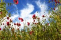 The blossoming wildflowers - red anemones