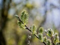 Close buds of trees on a blurred background.